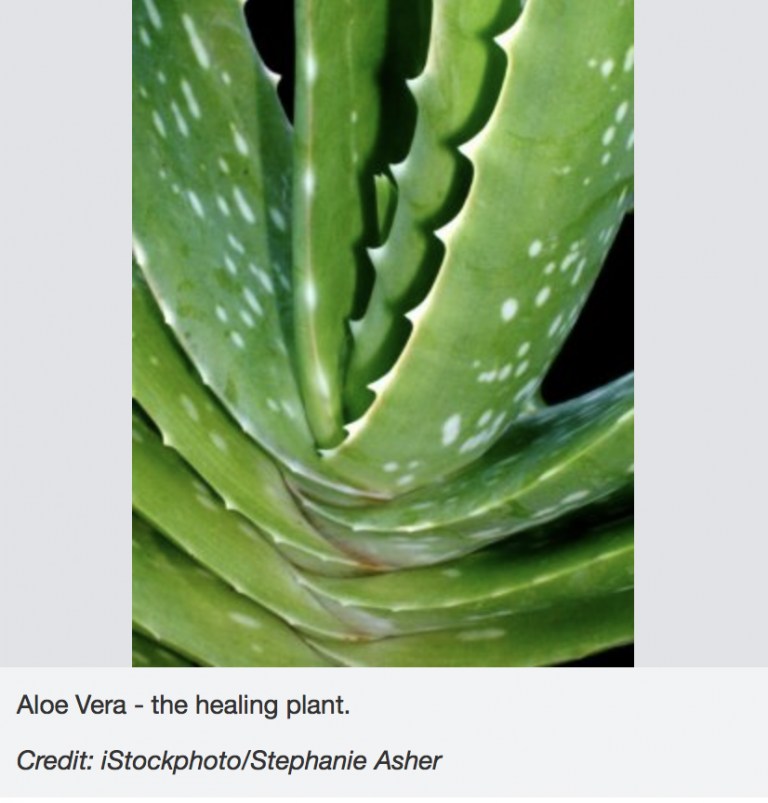 Tooth Gel Healing Power Of Aloe Vera Proves Beneficial For Teeth And Gums, Too Family Plus