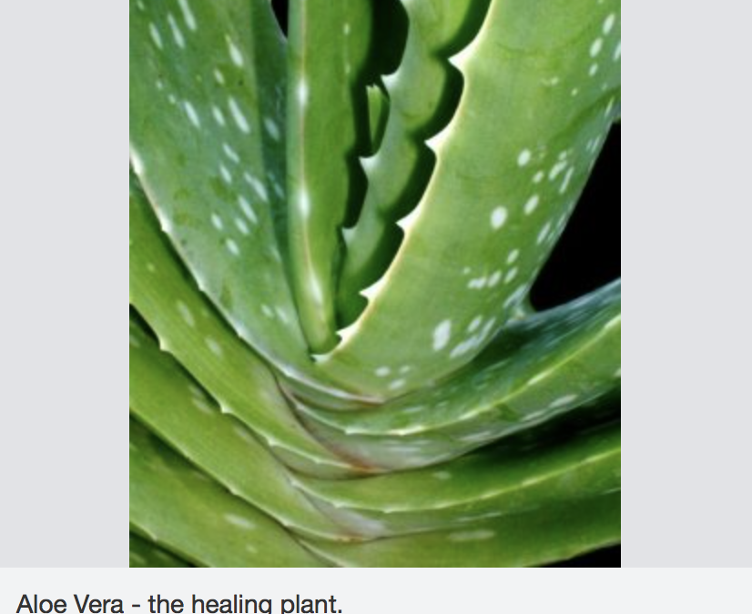 Tooth Gel: Healing Power Of Aloe Vera Proves Beneficial For Teeth And Gums, Too